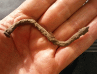 Iron nail found with Vaquero.gif