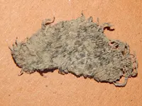 DSCN6850.webp