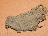 DSCN6851.webp