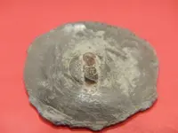 DSCN8343.webp