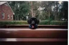 abby.webp