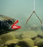 setting the bait.webp