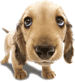 puppy.gif