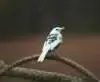 61832594GCVSdk_th.webp