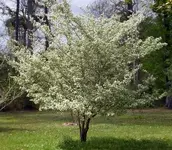 Parsley Haw.webp