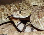 herp-c-scutulatus-hmjf03.webp