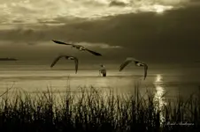 Mike Lake Michigan Geese el sepia 50 signature-1.webp