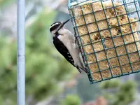 wood pecker1.webp wood pecker1.webp