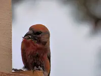 cross beak.webp cross beak.webp