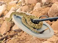 snake_coil.webp