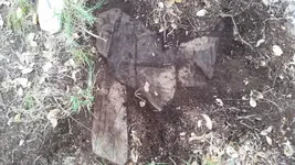 20170523_153602.jpglrx.webp