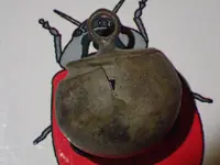 Ball Button 002.webp