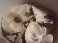 15013102835261962622376.webp