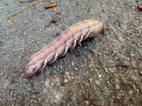 caterpillar 1.webp