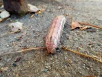 caterpiller 2.webp