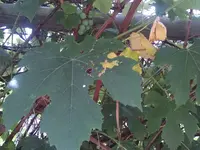 IMG_20170729_104557732.webp