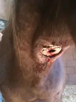 Horse.webp