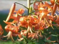 xtiger,P20lily.jpeg.pagespeed.ic.wHGM45LJTz.webp