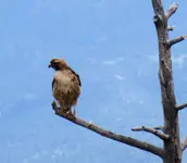 hawk1.webp