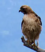 hawk2.webp