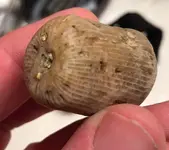 horn_coral.webp