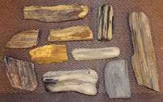 petrified_wood.webp