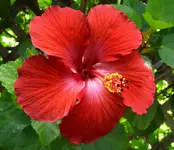 hibiscus.webp
