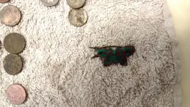 IMG_20170527_174615788.webp
