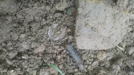 dirt shot.webp