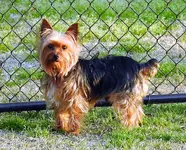 Charlie 2a.webp