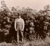 history-of-cannabis-hemp1.jpg