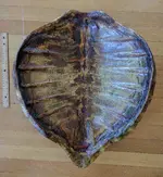 IMG_20170527_162243.webp