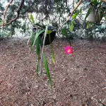 DSCN0727.webp