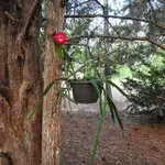 DSCN0725.webp
