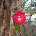 DSCN0734.webp