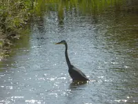 walk 061317 1.webp