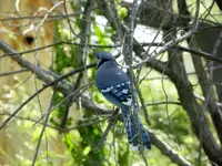 walk 061317 4.webp