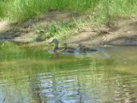 walk 061317 5.webp
