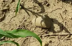 pestle.webp pestle.webp
