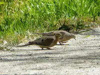 walk 061317 6.webp