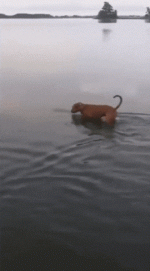 tumblr_ordpb3wdHY1vnq1cro1_400.gif