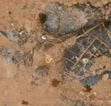 Gold Nugget.webp