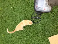 cat.webp