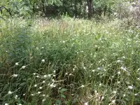 ImageUploadedByTreasureNet.com1499882357.744100.webp