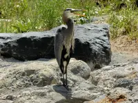 heron singing.webp