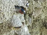 swallow 1.webp