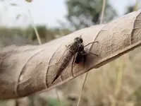 Robber Fly w flying ant3.webp Robber Fly w flying ant3.webp