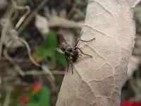 Robber Fly w flying ant4.webp Robber Fly w flying ant4.webp