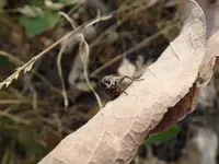 Robber Fly w flyingant5.webp Robber Fly w flyingant5.webp