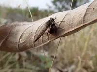 Robber Fly w flying ant6.webp Robber Fly w flying ant6.webp